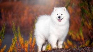 Samoyedcoin (SAMO): a large white samoyed dog stands in front of a forest