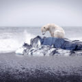 A polar bear stands alone on a small ice floe in the middle of a dark sea.
