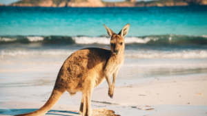 A photo of a kangaroo on the beach at Cape Le Grand National Park in Australia.
